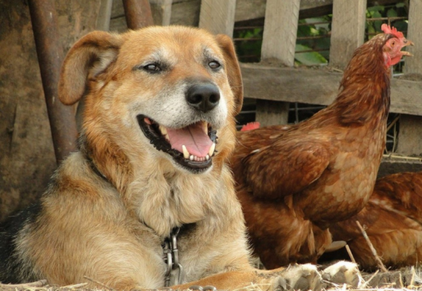 В Великобритании осудили мужчину за изнасилование курицы и собаки